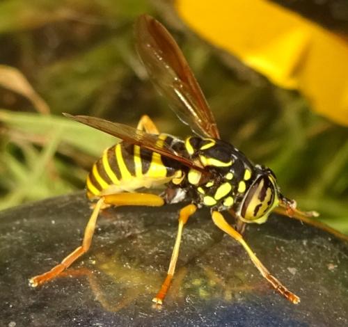 Spilomyia saltuum